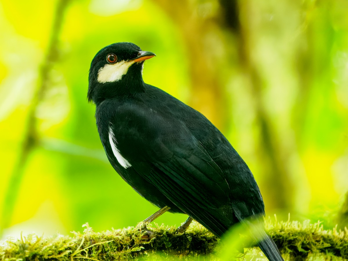 Black Solitaire - ML637825899