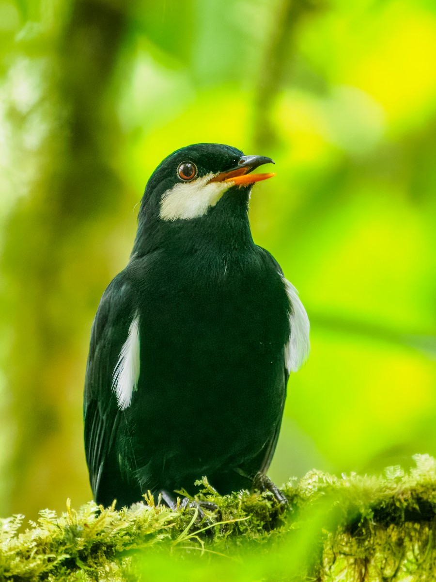 Black Solitaire - ML637825900