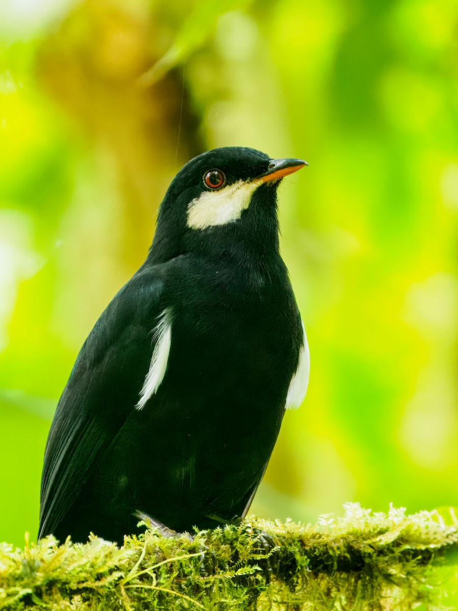 Black Solitaire - ML637825901