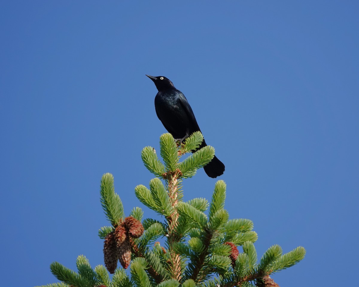 Purpurstärling - ML637825934