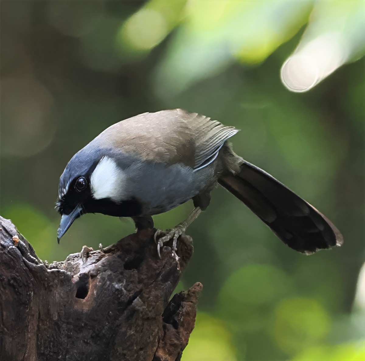 Black-throated Laughingthrush - ML637825938