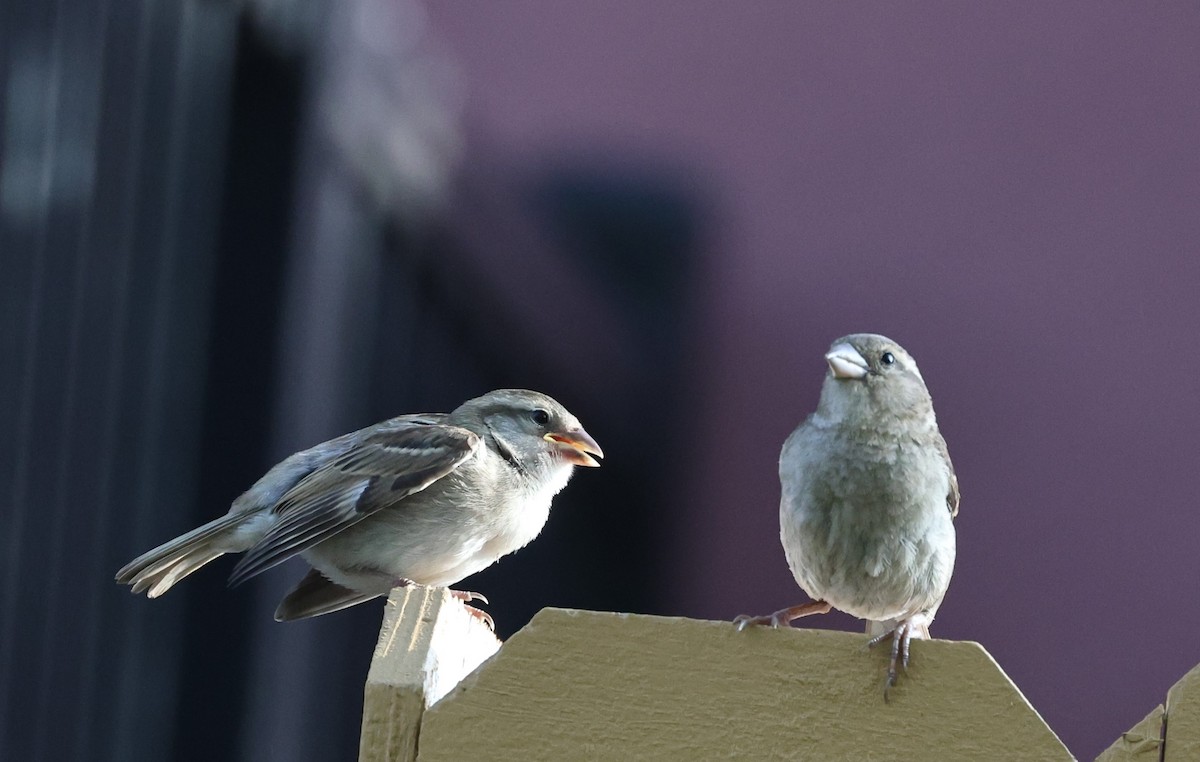 House Sparrow - ML637825999