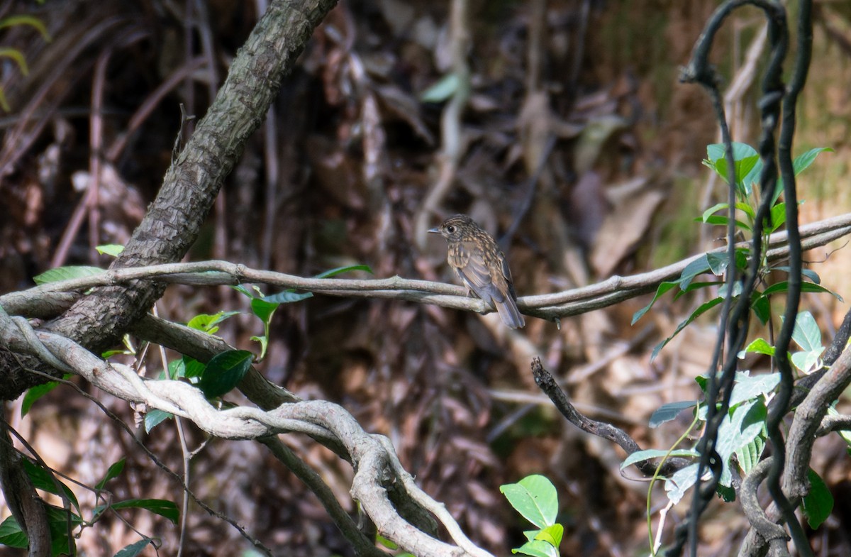 Brown-breasted Flycatcher - ML637826023