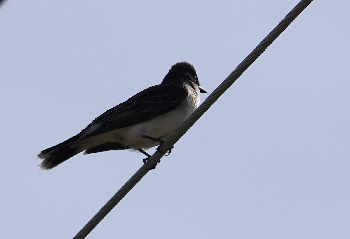 טירן מזרחי - ML637826025