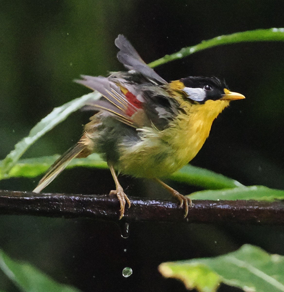 Silver-eared Mesia (Silver-eared) - ML637826084