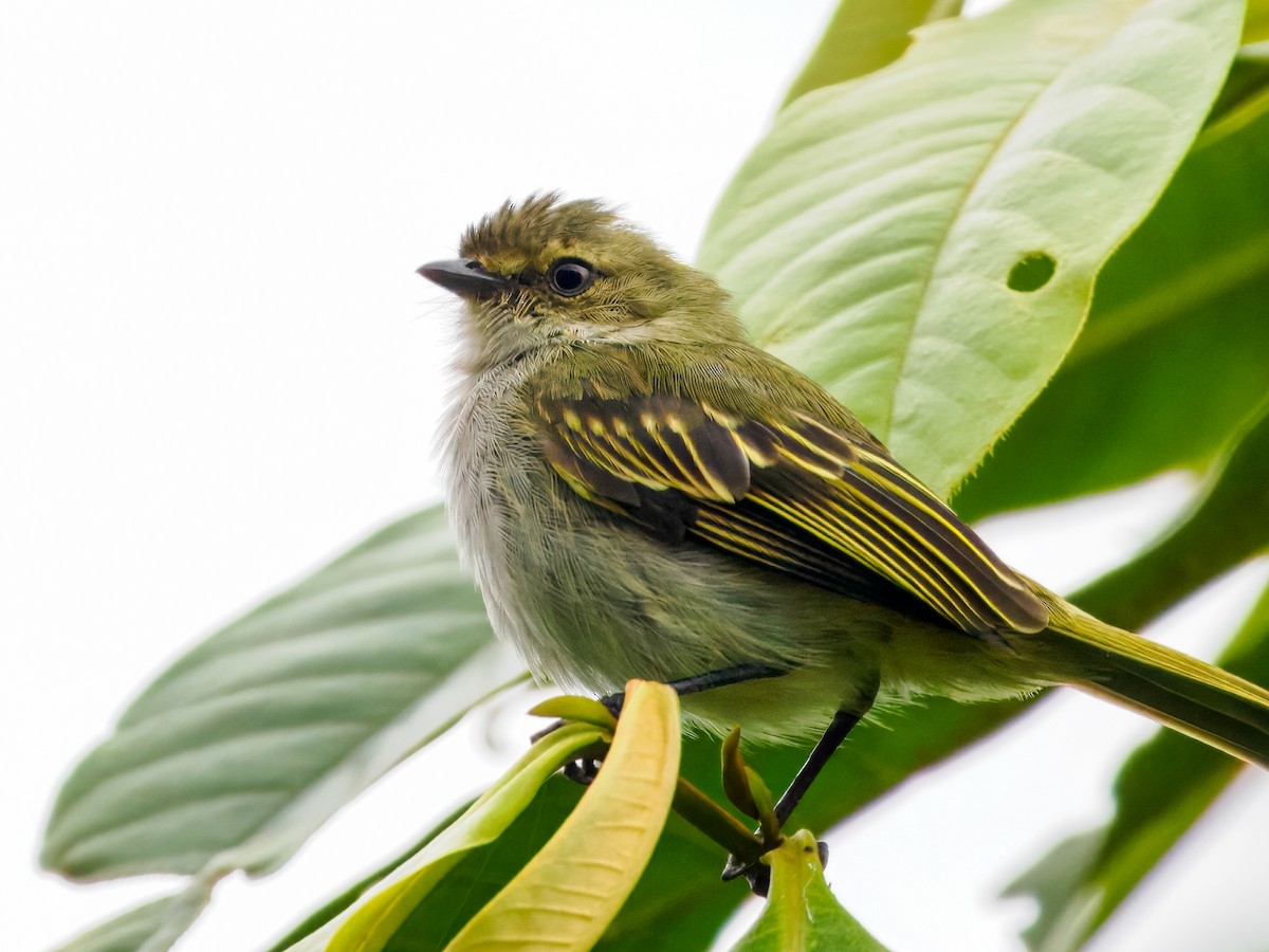 Choco Tyrannulet - ML637826116