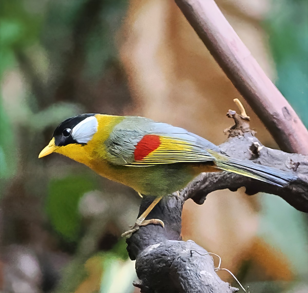 Silver-eared Mesia (Silver-eared) - ML637826141