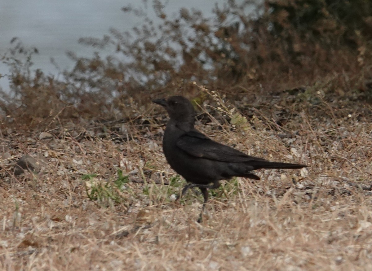 Brewer's Blackbird - ML637826148