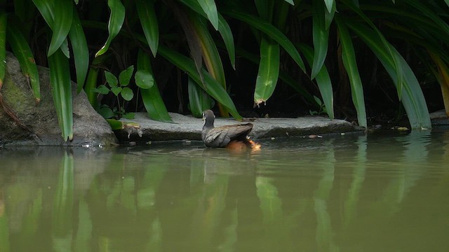 White-breasted Waterhen - ML637826150