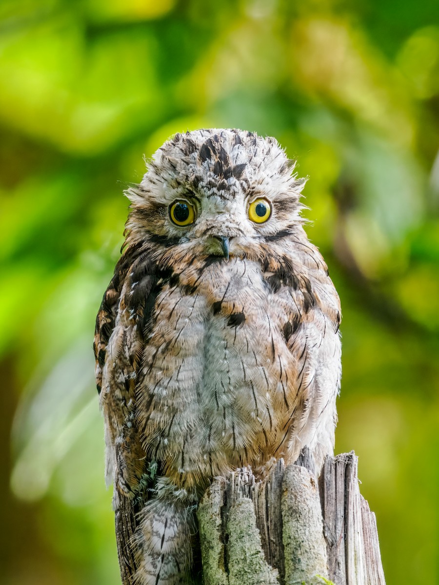 Common Potoo - ML637826151