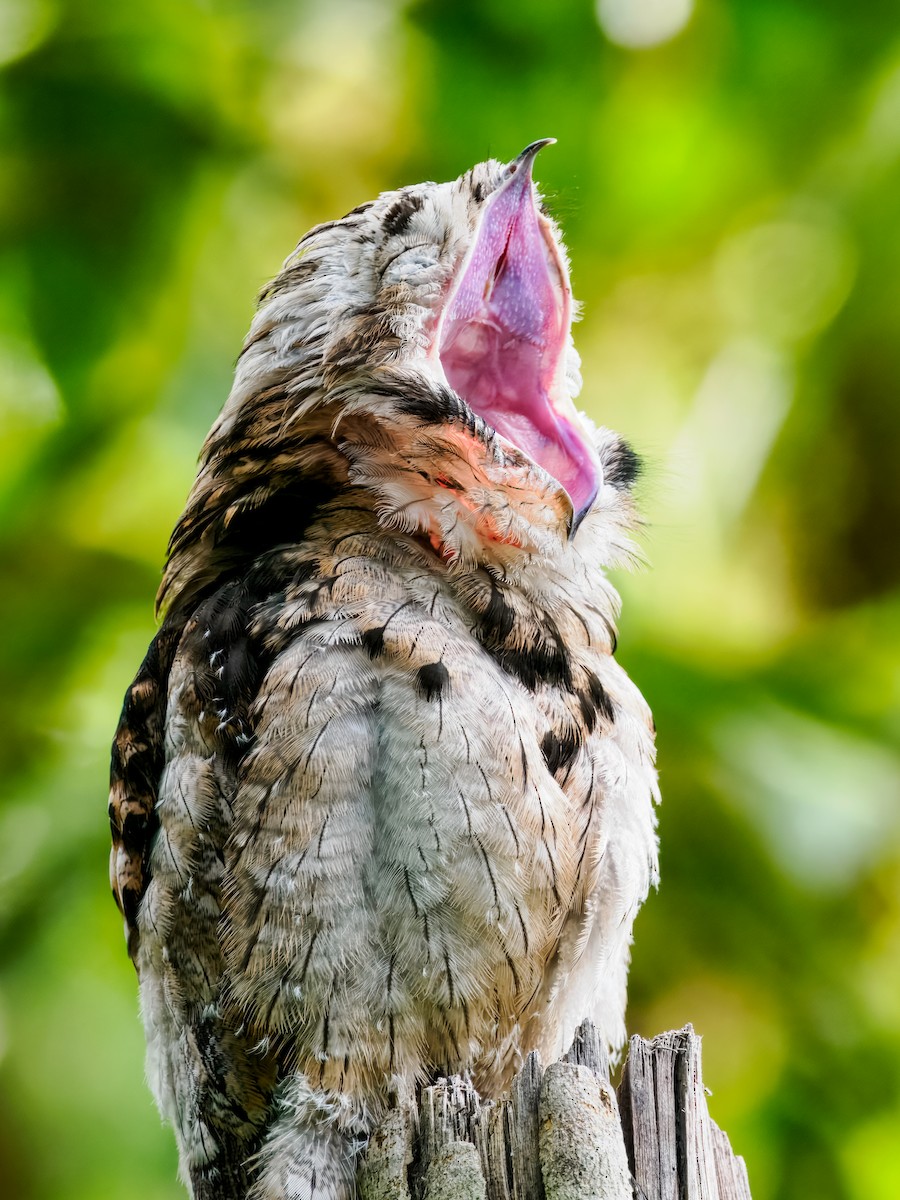 Common Potoo - ML637826152