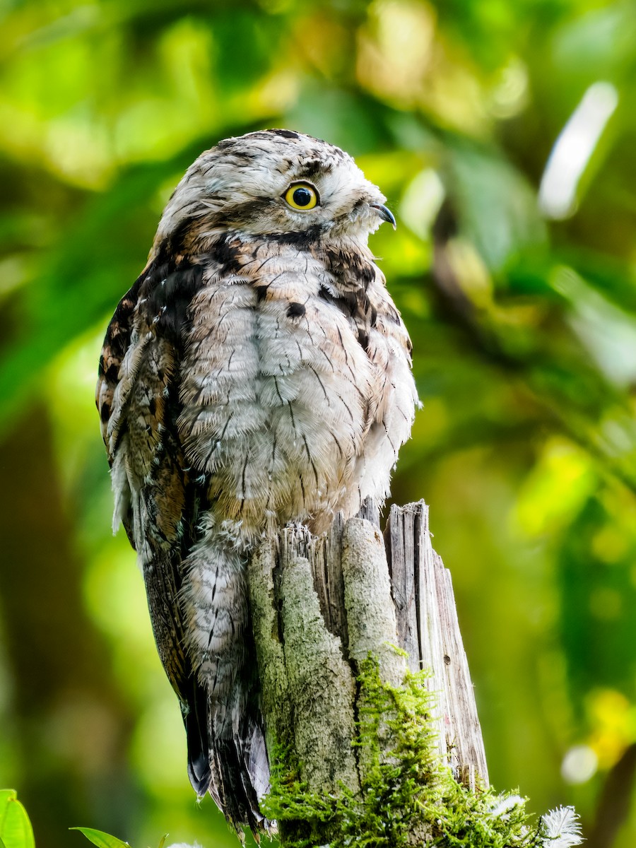 Common Potoo - ML637826153