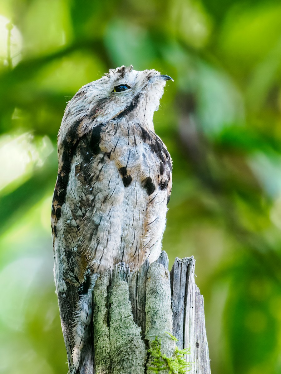 Common Potoo - ML637826155