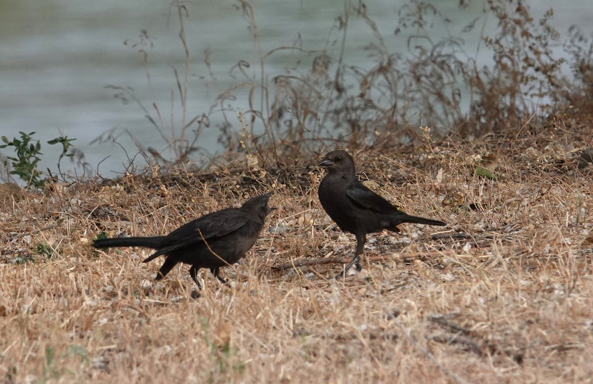 Brewer's Blackbird - ML637826158