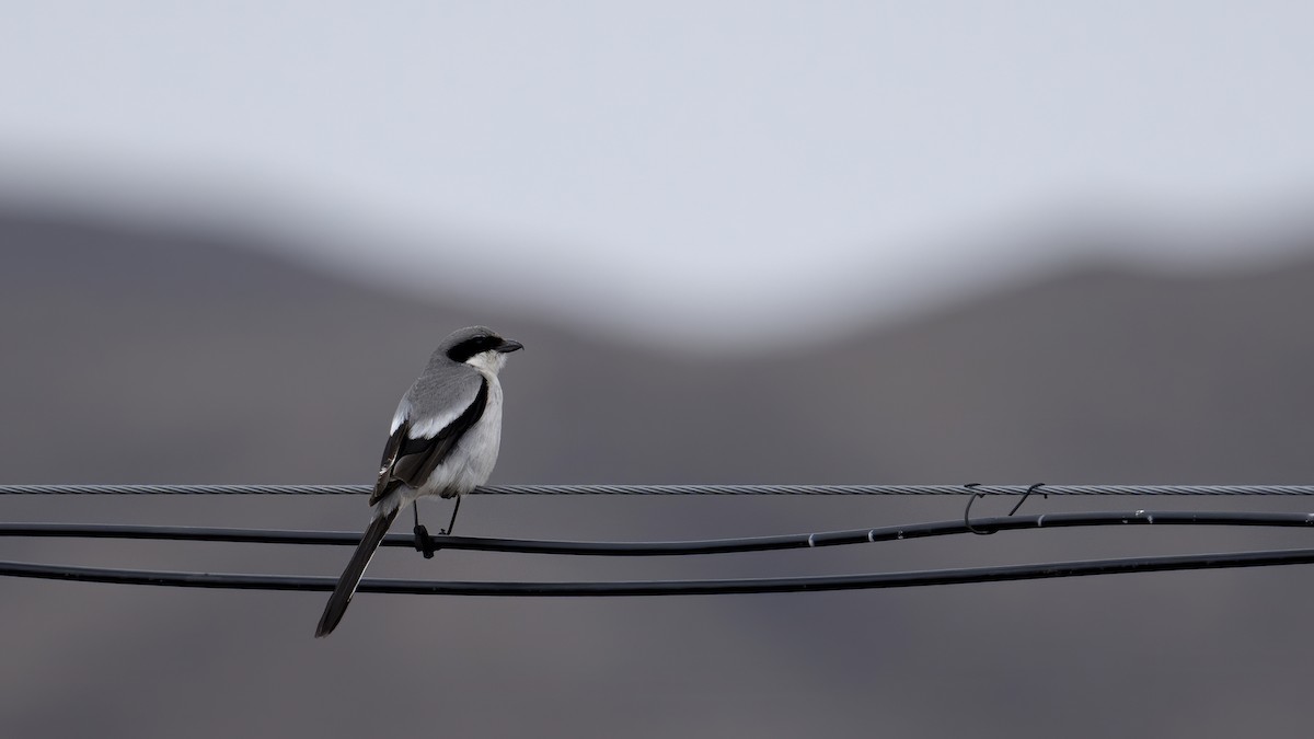 Giant Shrike - ML637826169