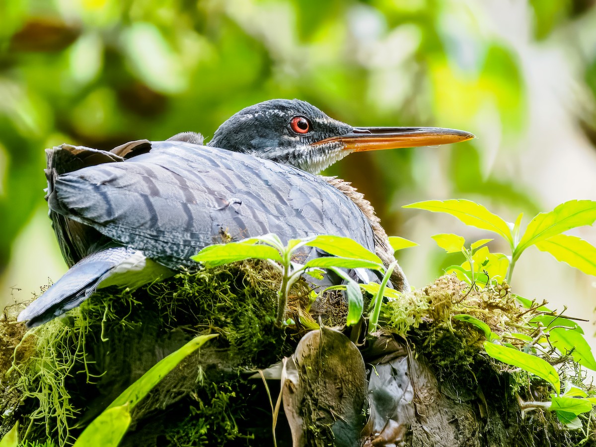 Sunbittern - ML637826171