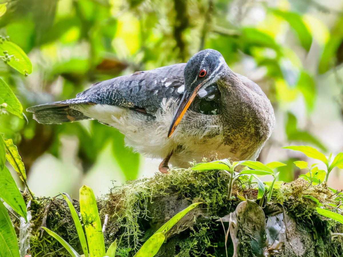 Sunbittern - ML637826172