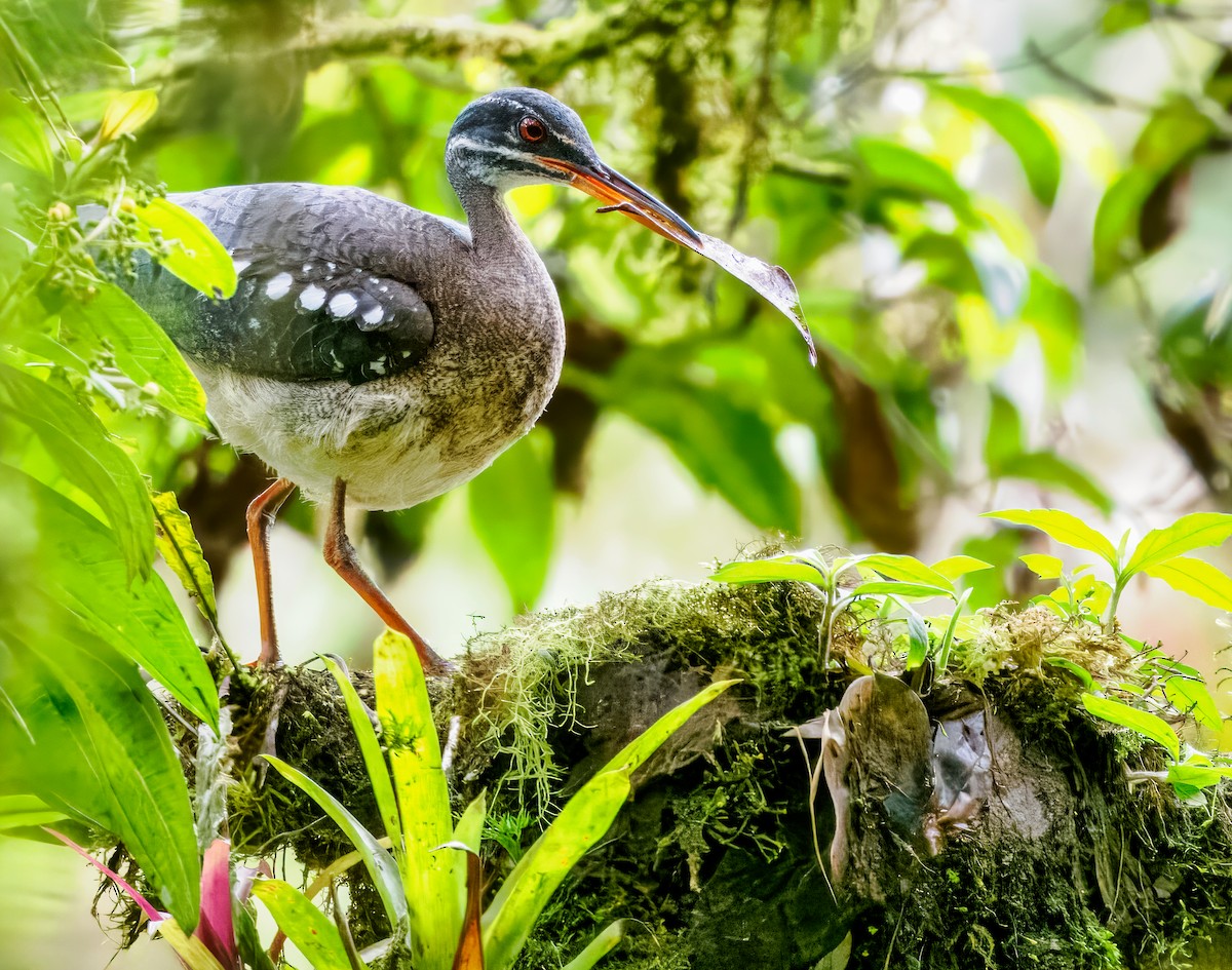 Sunbittern - ML637826174