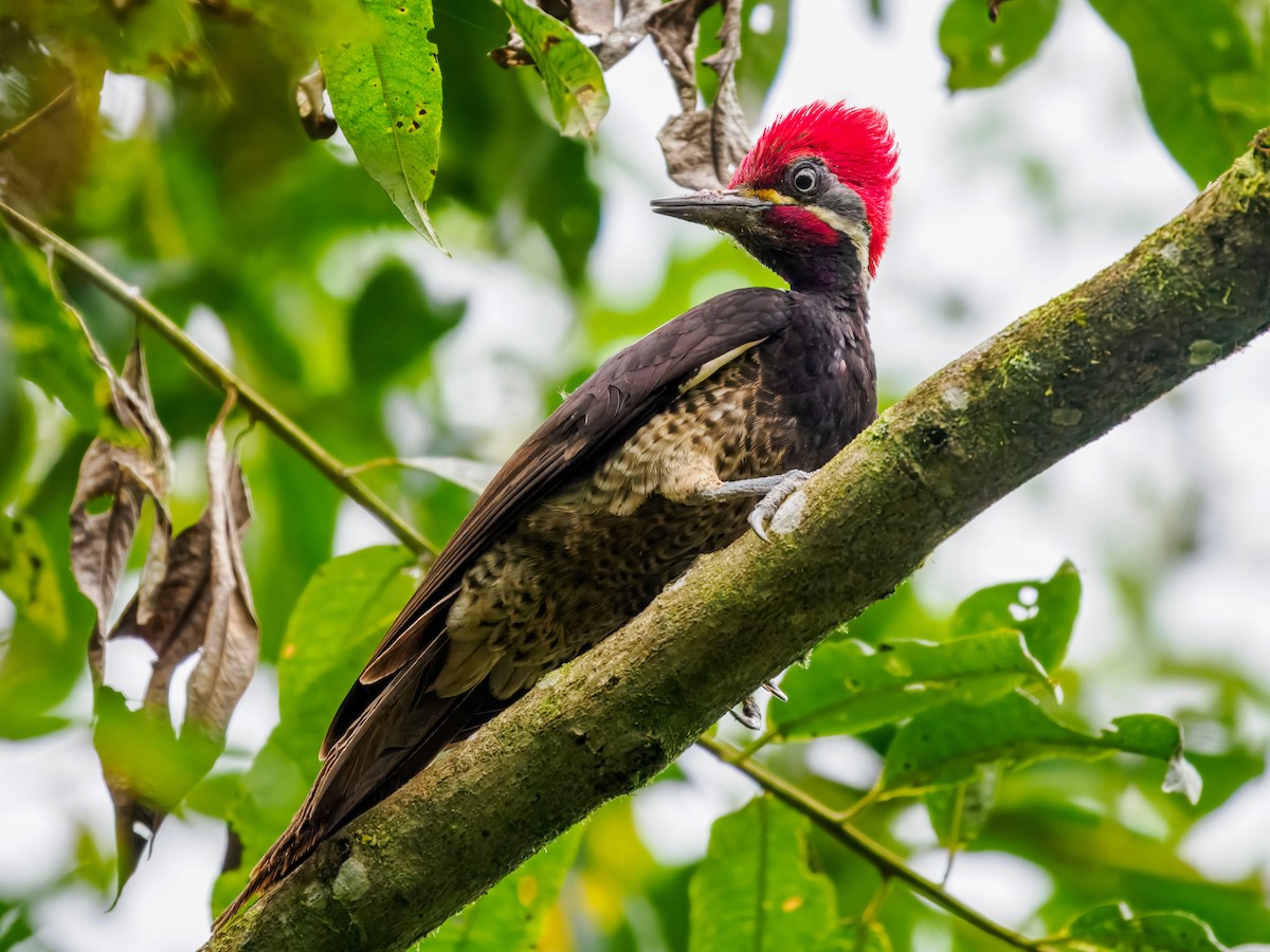 Lineated Woodpecker - ML637826180