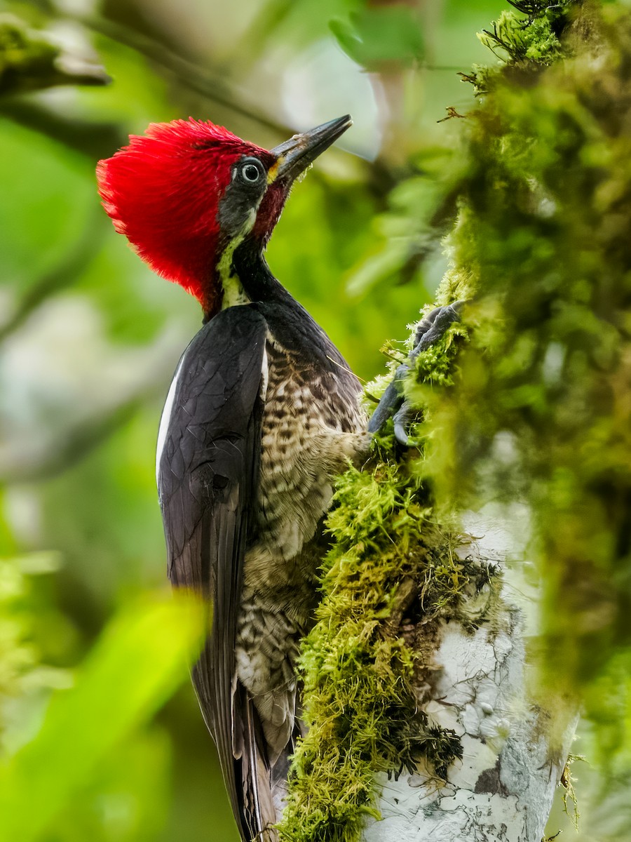 Lineated Woodpecker - ML637826181