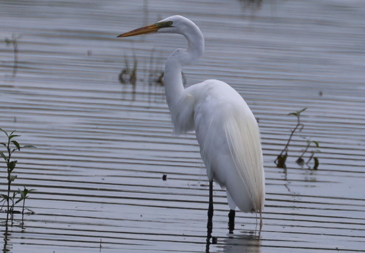 Great Egret - ML637826243