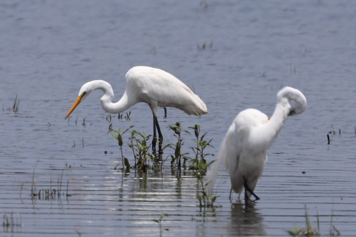 Great Egret - ML637826244
