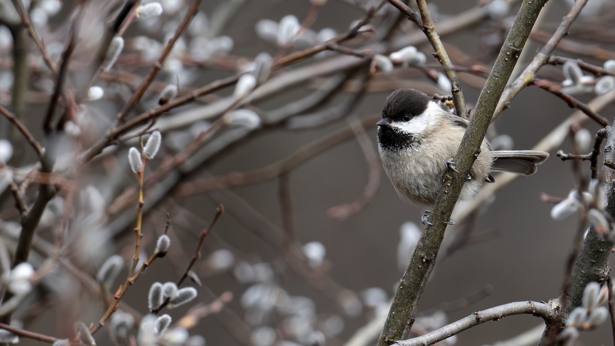 Sichuan Tit - ML637826253