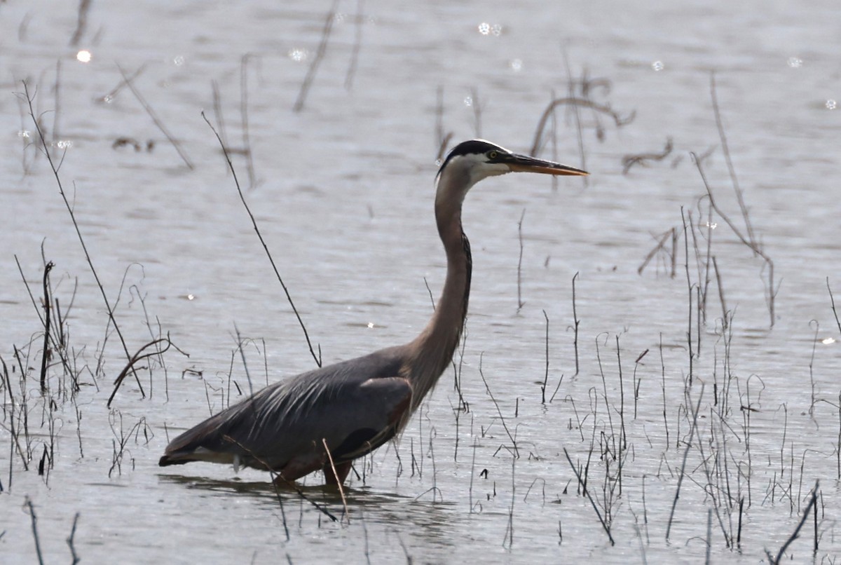 Great Blue Heron - ML637826259