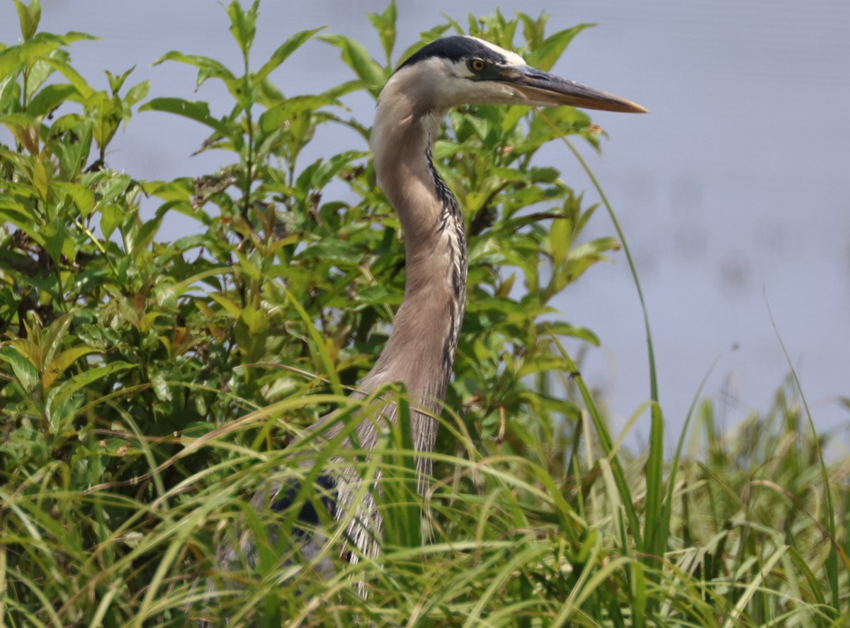 Great Blue Heron - ML637826260