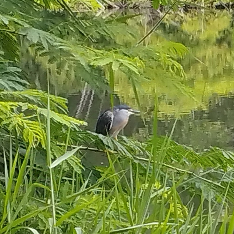 Striated Heron - ML637826262