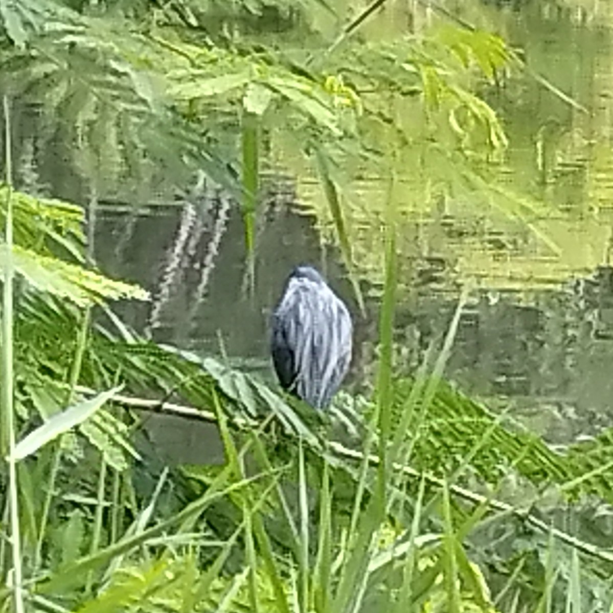 Striated Heron - ML637826264