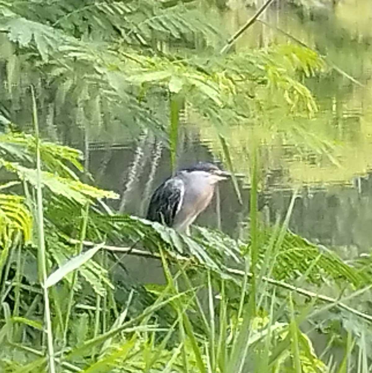 Striated Heron - ML637826265