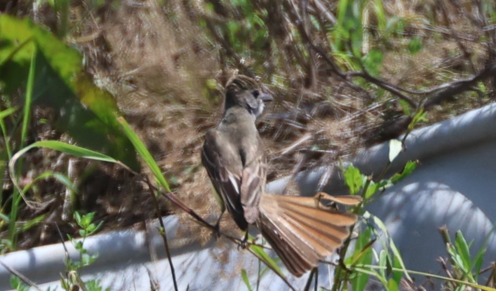 Great Crested Flycatcher - ML637826272