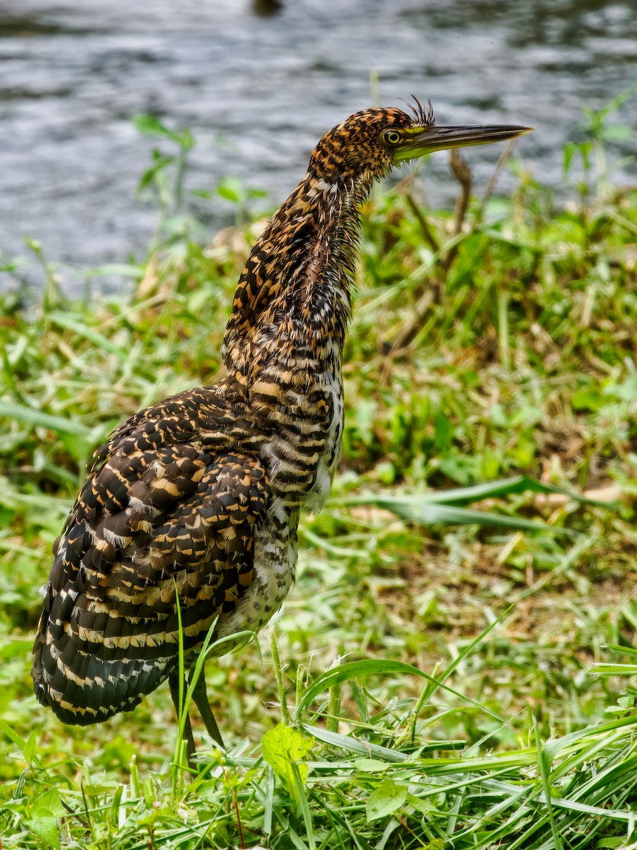 Fasciated Tiger-Heron - ML637826278