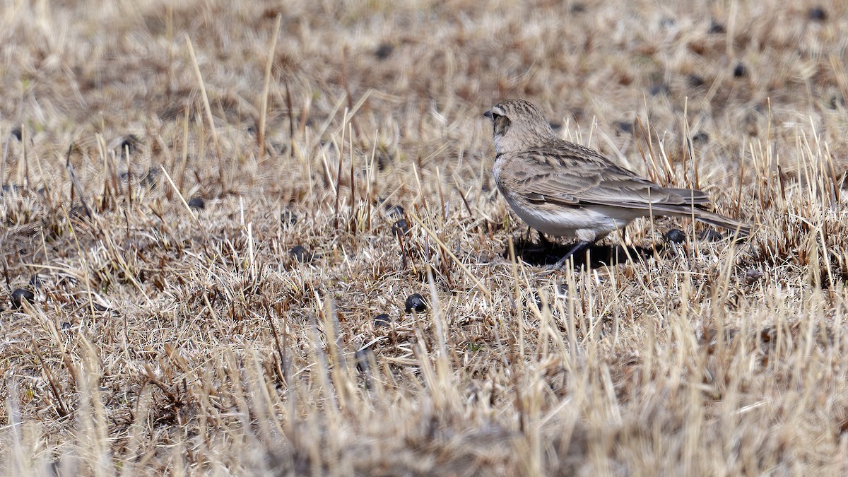 Hume's Lark - ML637826288