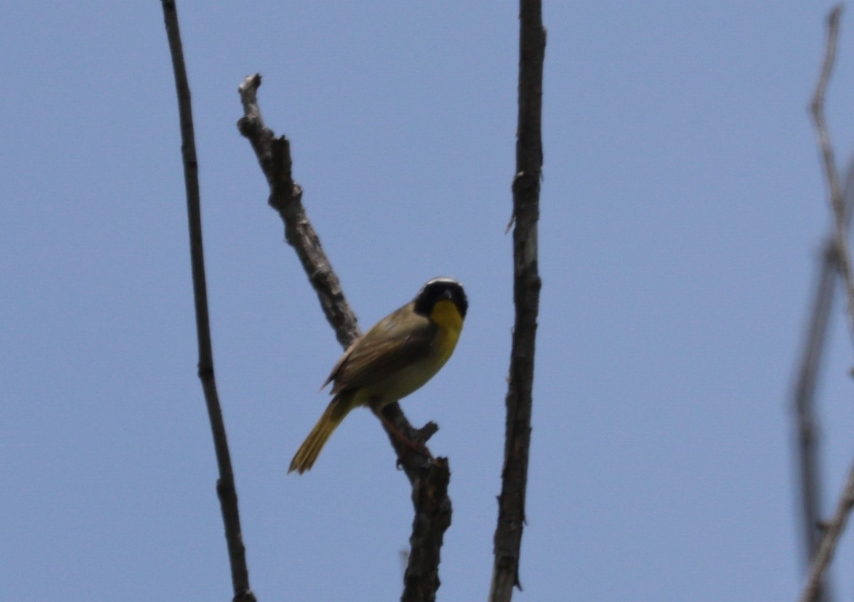 Common Yellowthroat - ML637826308
