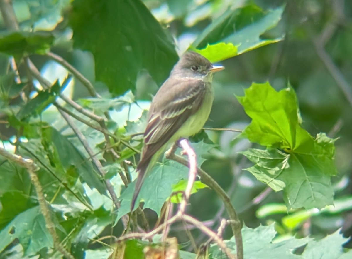 Eastern Wood-Pewee - ML637826320