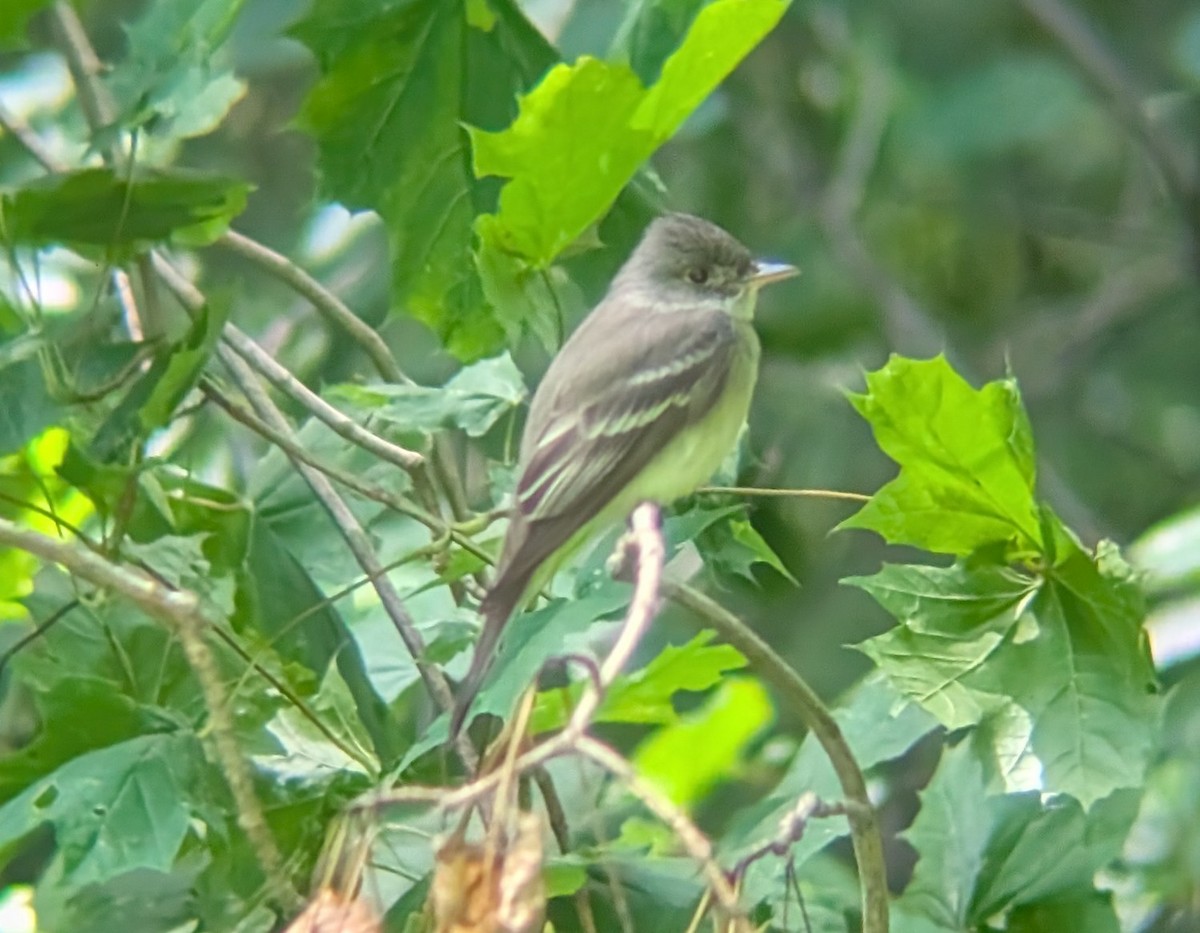 Eastern Wood-Pewee - ML637826321