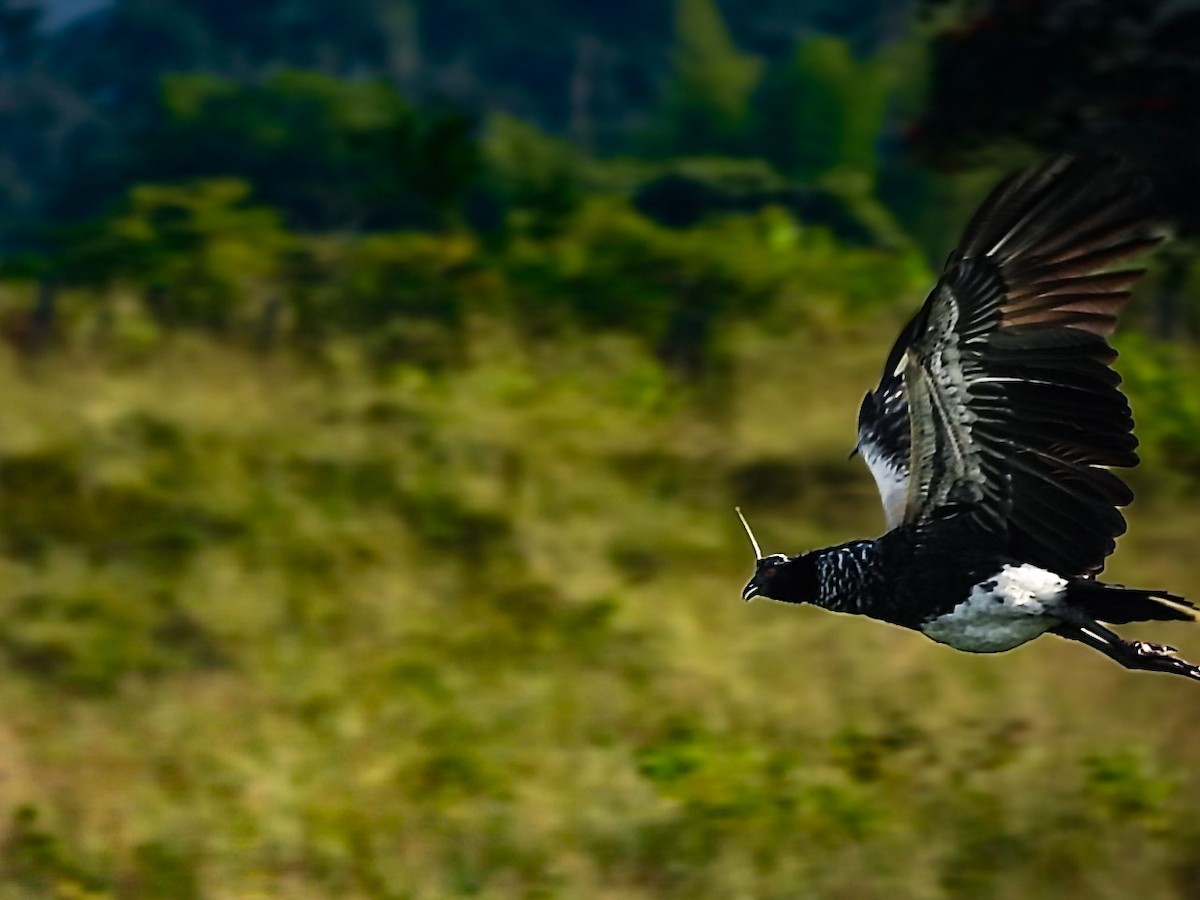 Паламедея - ML637826334