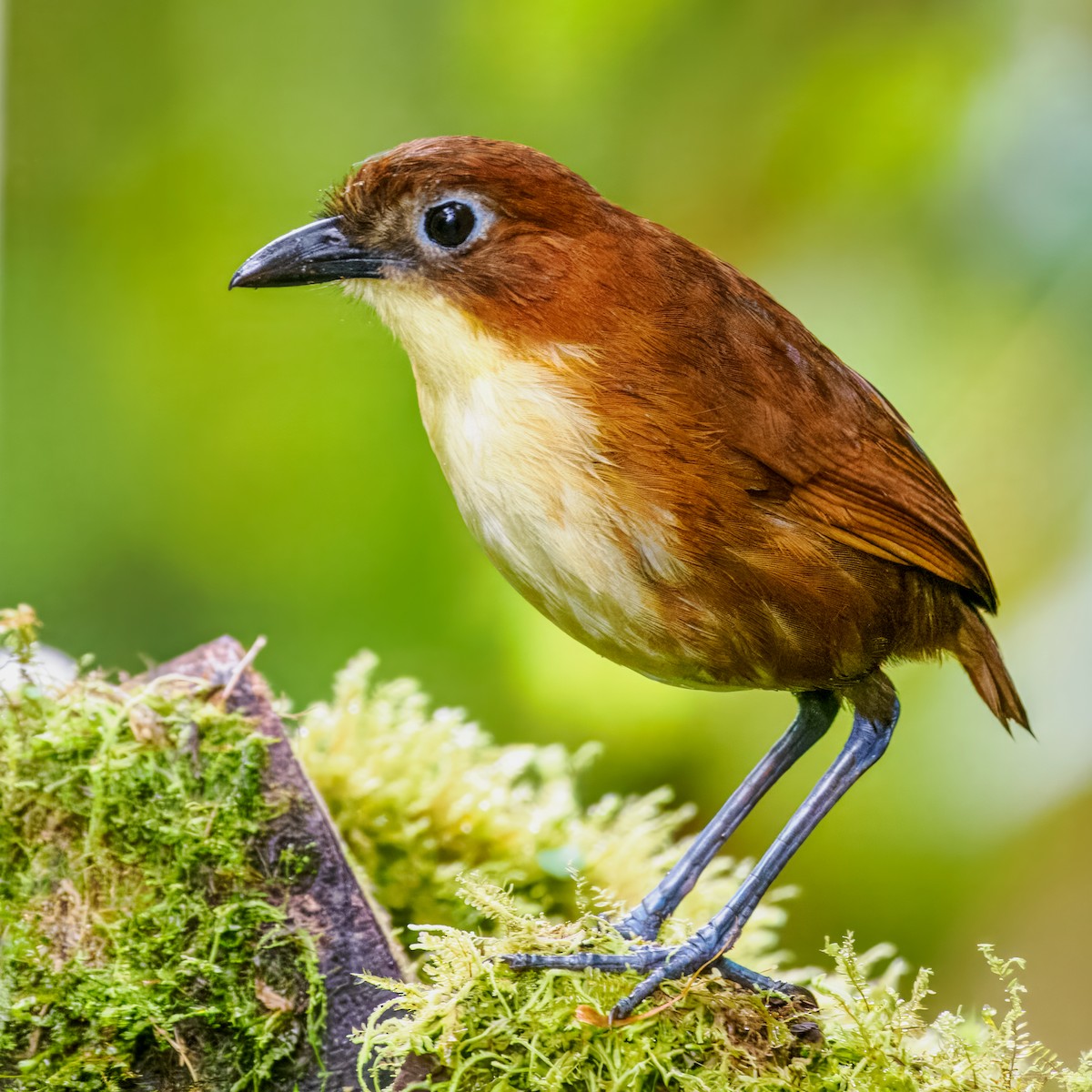 Yellow-breasted Antpitta - ML637826363