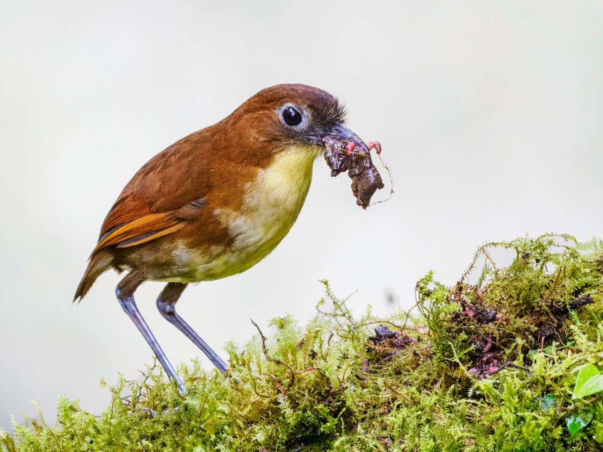 Yellow-breasted Antpitta - ML637826364