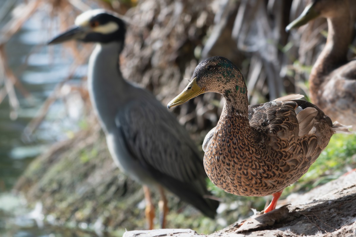 Mallard - ML637826365