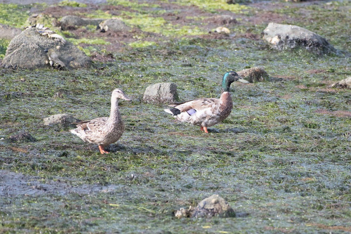 Mallard - ML637826366