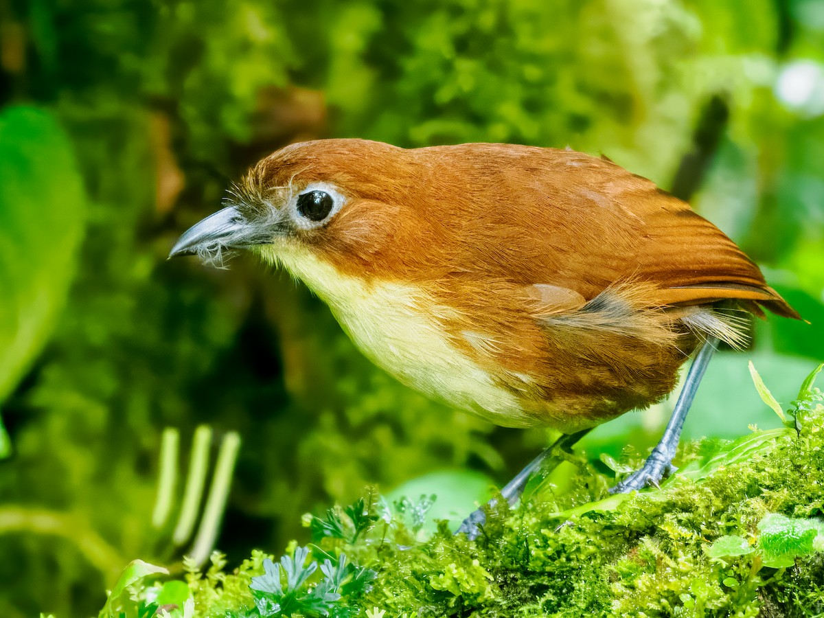 Yellow-breasted Antpitta - ML637826368