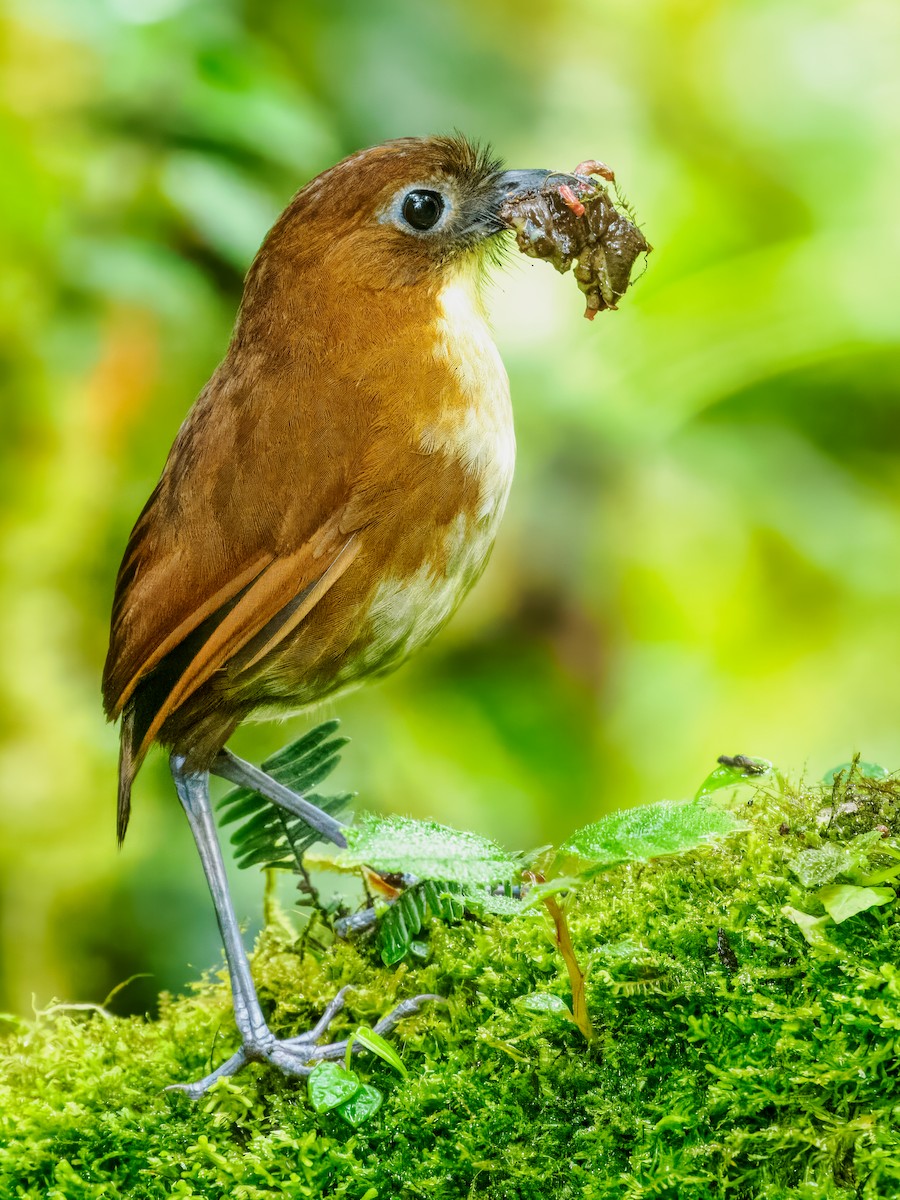Yellow-breasted Antpitta - ML637826369