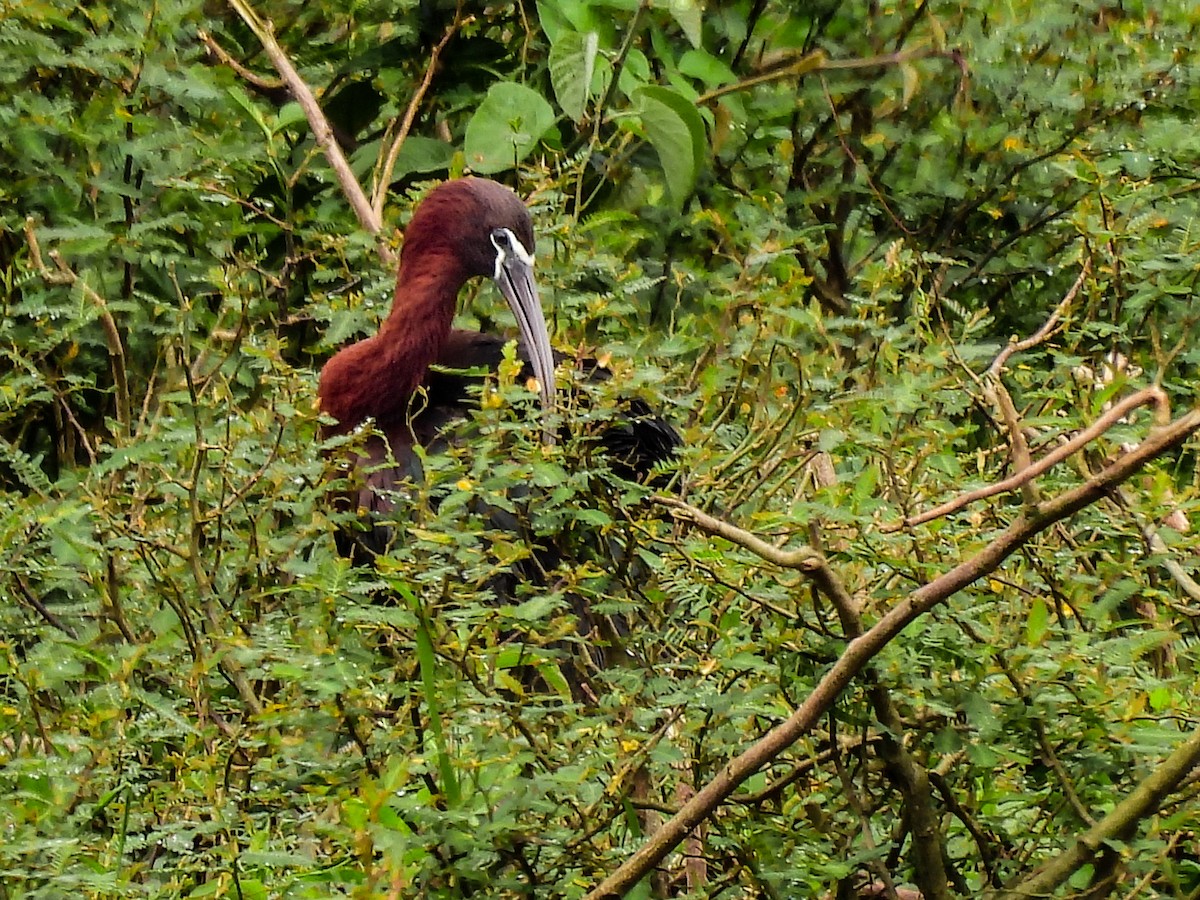 Коровайка бура - ML637826376