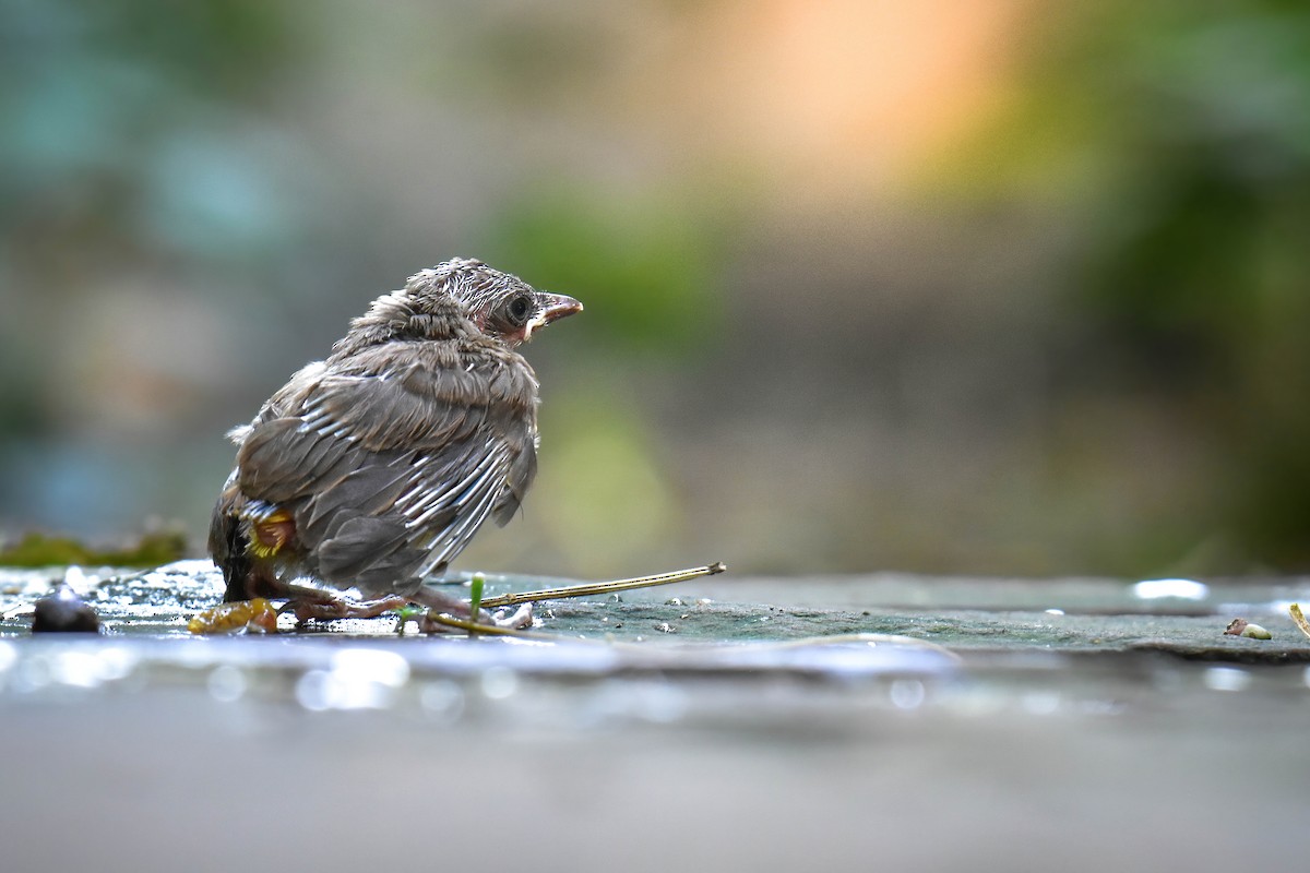 Yellow-vented Bulbul - ML637826378