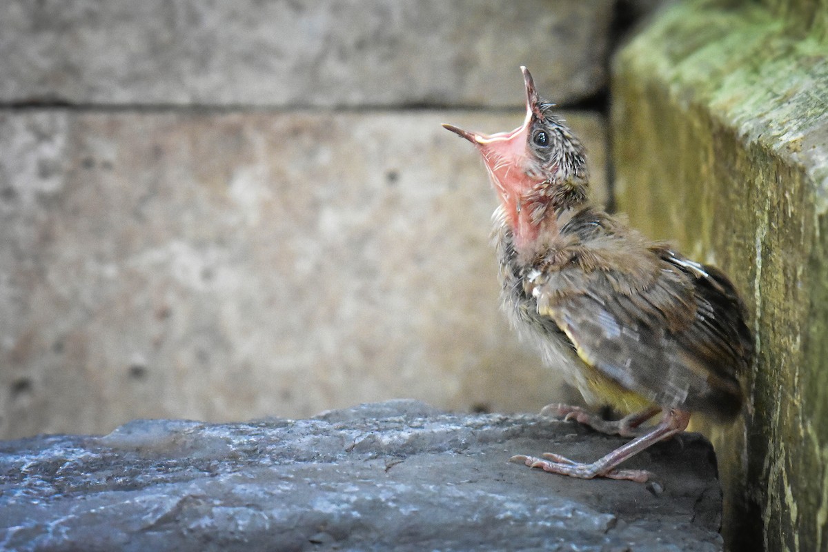 Yellow-vented Bulbul - ML637826379