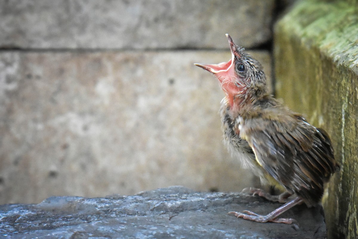 Yellow-vented Bulbul - ML637826380