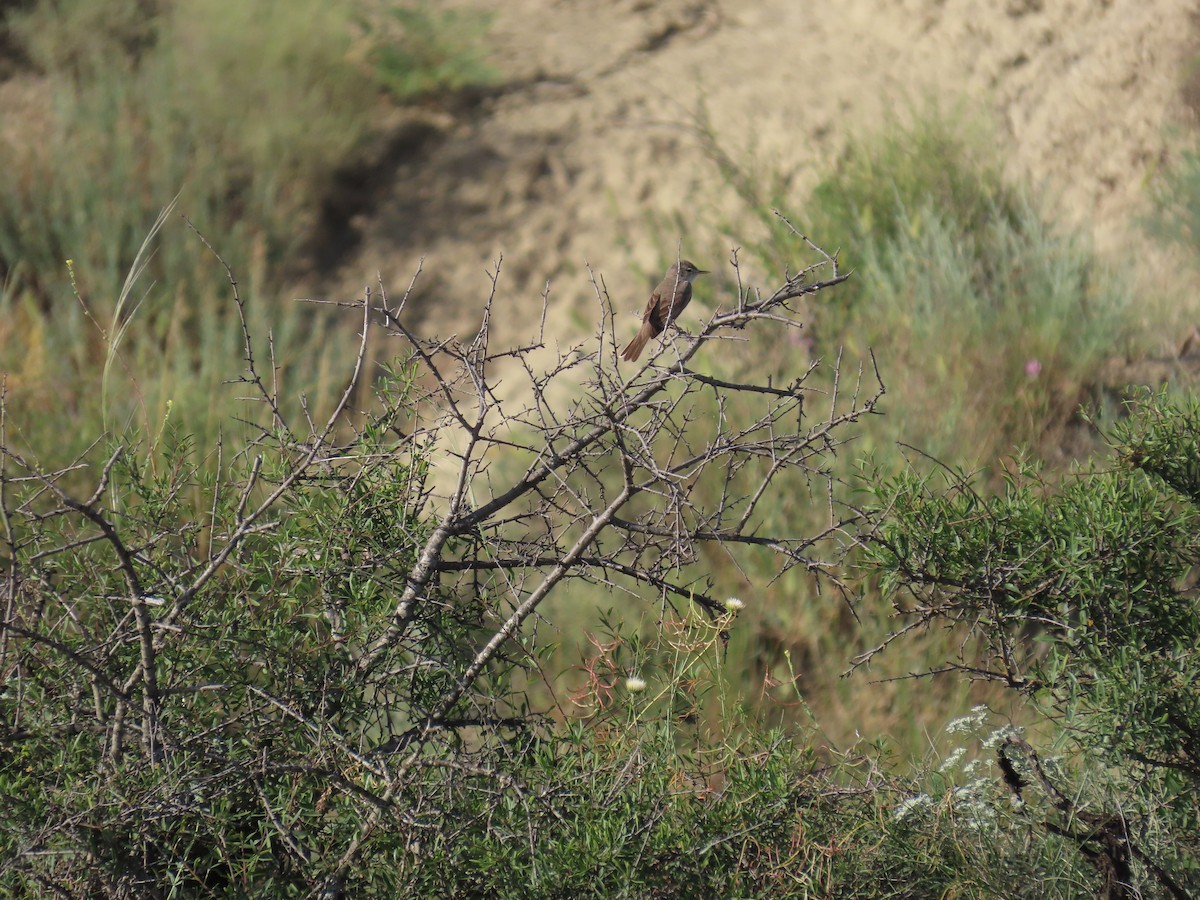 Upcher's Warbler - ML637826414